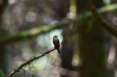 Muscicapa ferruginea
