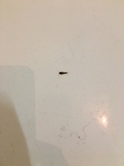 Lepisma
