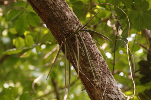 Trichocentrum brachyphyllum