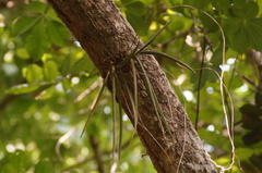 Trichocentrum brachyphyllum