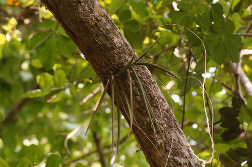 Trichocentrum brachyphyllum, photograph 1