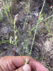 Oenothera simulans, photograph author not stated, no rights reserved