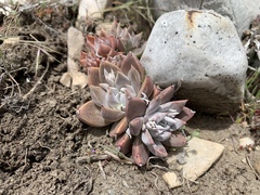 Dudleya abramsii affinis