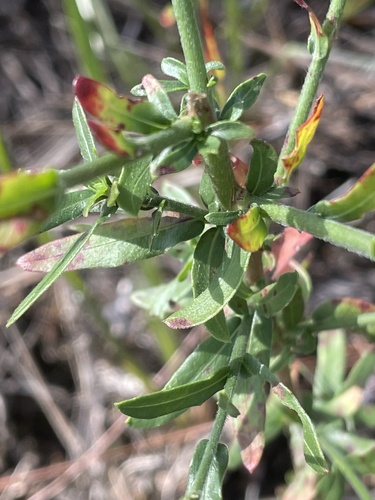 Oenothera simulans, photograph 6