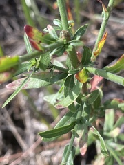Oenothera simulans, photograph author not stated, no rights reserved