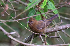 Carpodacus formosanus
