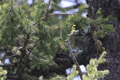 Setophaga townsendi × occidentalis
