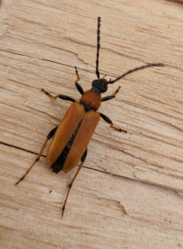 Red Pine Longhorn Beetle