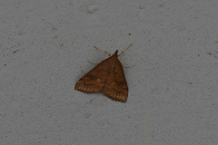 Udea profundalis