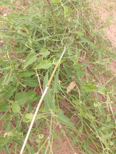 Leptadenia lanceolata