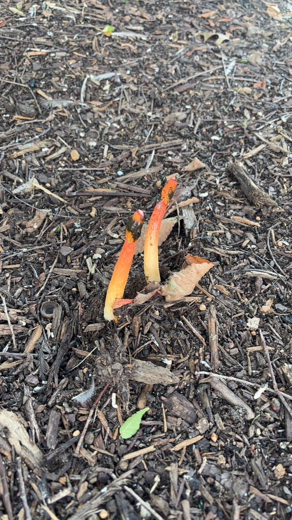 Wrinkly Stinkhorn · August 2026 · photo: Photo: no rights reserved · iNaturalist