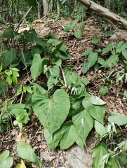 Philodendron jacquinii, photograph (c) Carlos Domínguez-Rodríguez, some rights reserved (CC BY)