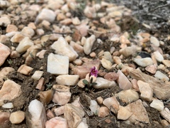 Erythranthe androsacea