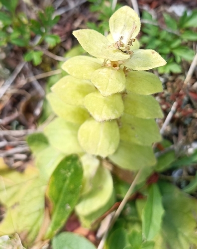 Ajuga pyramidalis, photograph 3