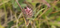 Trifolium striatum, photograph (c) Barry Stewart, some rights reserved (CC BY)