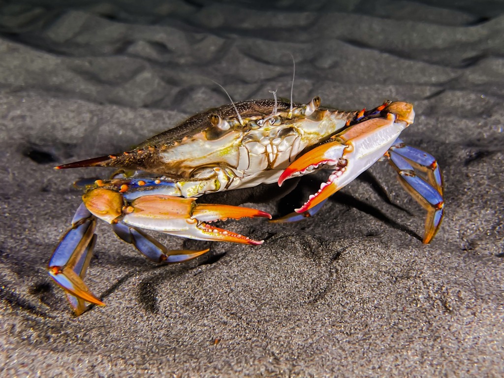 Atlantic Blue Crab