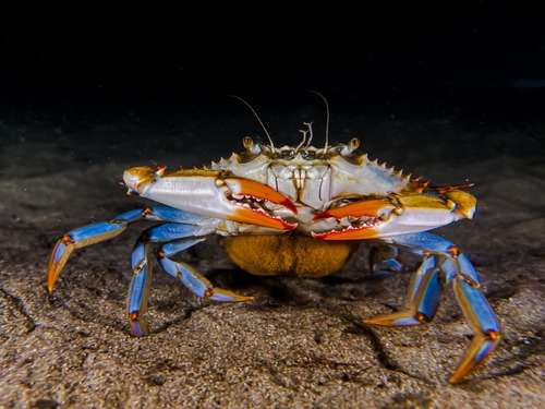 Atlantic Blue Crab, photo 2 of 10