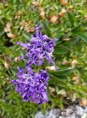 Phyteuma globulariifolium