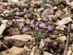 Gilia aliquanta