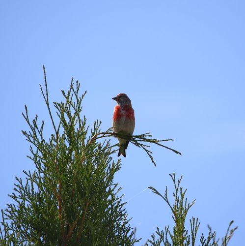 Eurasian Linnet