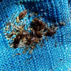 Cimex lectularius