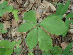 Arisaema quinatum