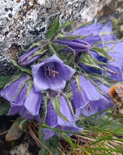 Campanula alpina, photograph 3