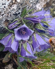 Campanula alpina, photograph (c) Jonas Sielenkämper, some rights reserved (CC BY)