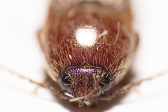 Melanotus