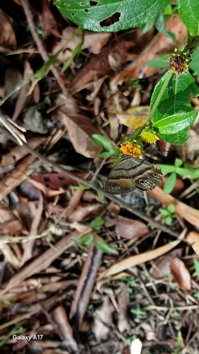 Penelope's Ringlet