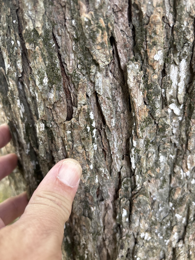 Dendrothele jacobi · August 2026 · photo: Photo: (c) Sam Kieschnick, some rights reserved (CC BY) · iNaturalist