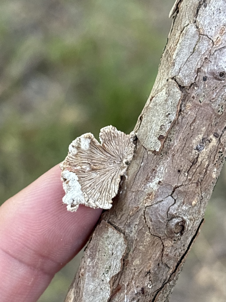 splitgill mushroom · August 2026 · photo: Photo: (c) Sam Kieschnick, some rights reserved (CC BY) · iNaturalist