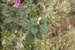 Rhododendron rubropilosum