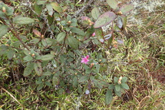 Rhododendron rubropilosum