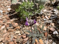 Astragalus leucolobus