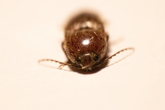 Melanotus