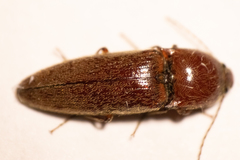Melanotus