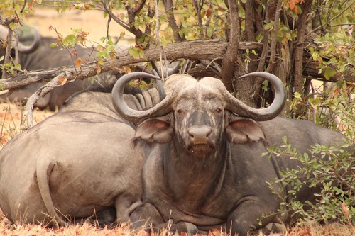 Cape Buffalo