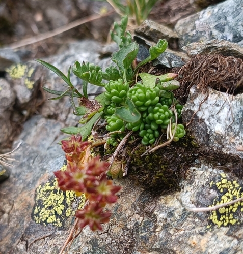 Sedum alpestre, photograph 2