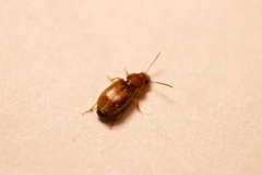 Carabidae