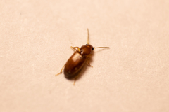 Carabidae