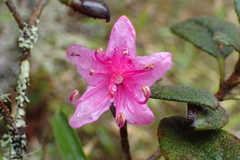 Rhododendron rubropilosum