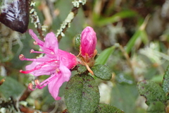Rhododendron rubropilosum