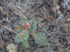 Eriogonum thurberi