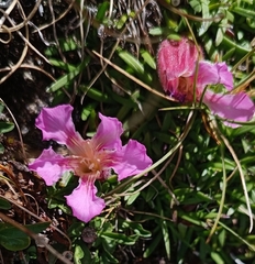 Saponaria pumila, photograph (c) Jonas Sielenkämper, some rights reserved (CC BY)