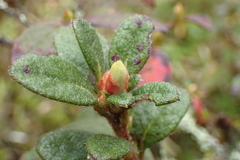 Rhododendron rubropilosum