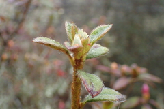Rhododendron rubropilosum