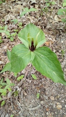 Trillium viridescens