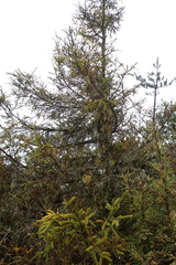 Picea morrisonicola