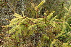 Picea morrisonicola